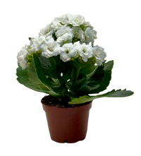Kalanchoe 'Blossfeldiana'