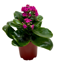 Kalanchoe 'Blossfeldiana'