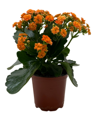 Kalanchoe 'Blossfeldiana'