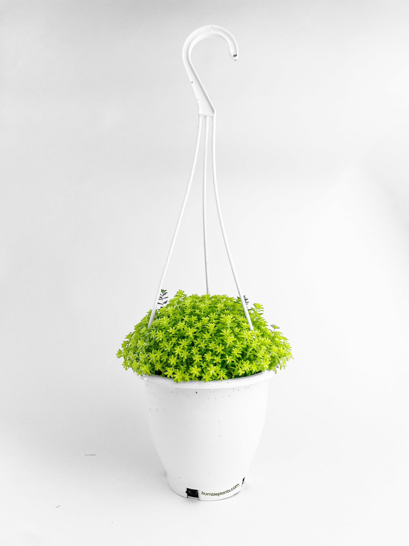 tokyo succulent Live Sedum Japonicum 'Tokyo Sun