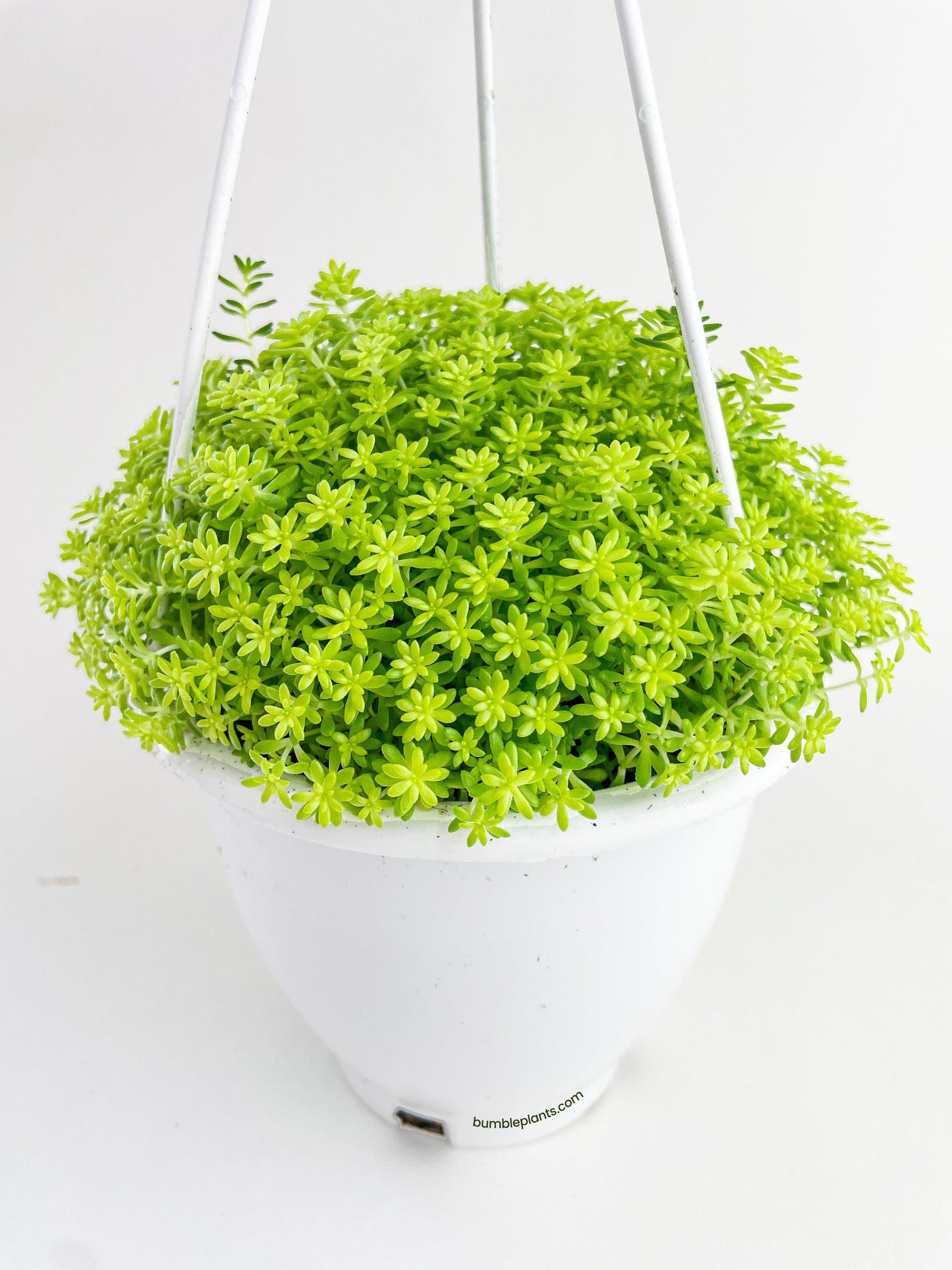 tokyo sun succulent propagation Live Sedum Japonicum 'Tokyo Sun