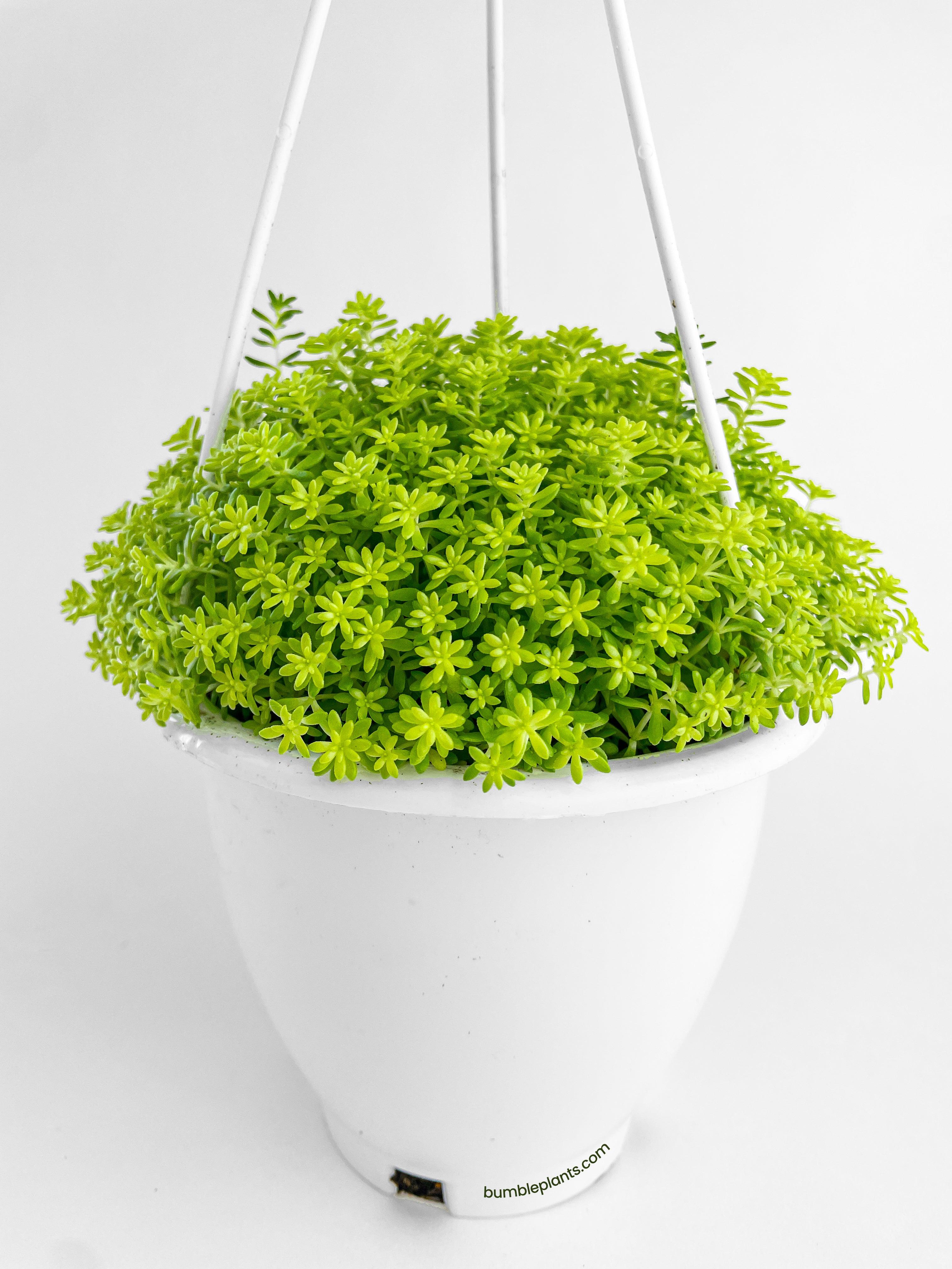 Sedum Japonicum 'Tokyo Sun' (Tokyo Sun Stonecrop) - Bumble Plants