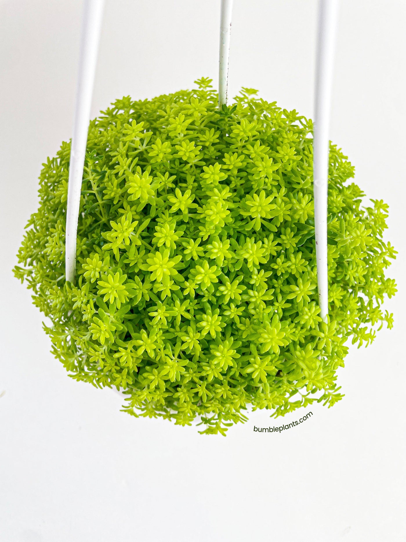 tokyo sun succulent propagation Live Sedum Japonicum 'Tokyo Sun