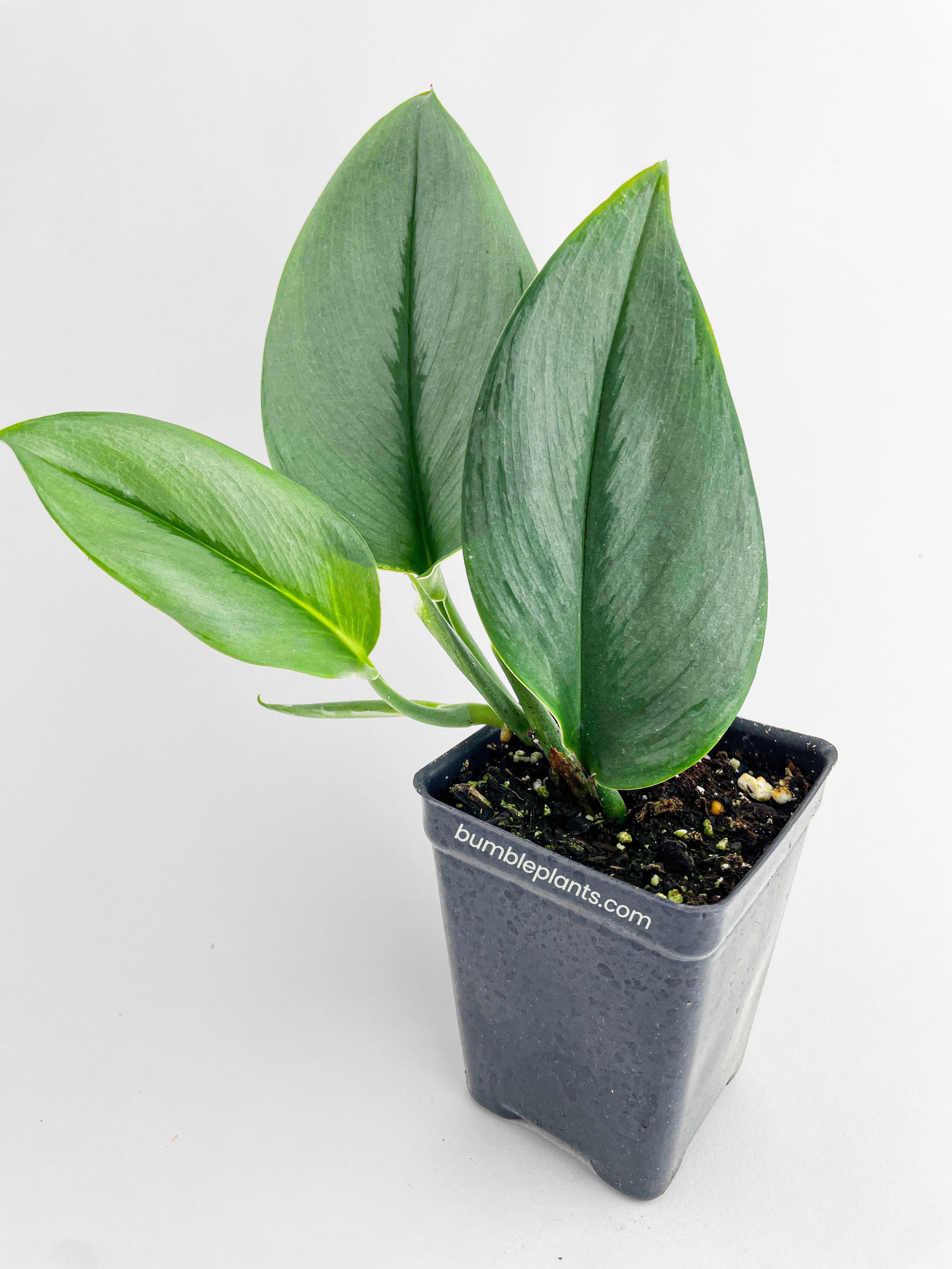 philodendron treubii moonlight Live Scindapsus Treubii Moonlight