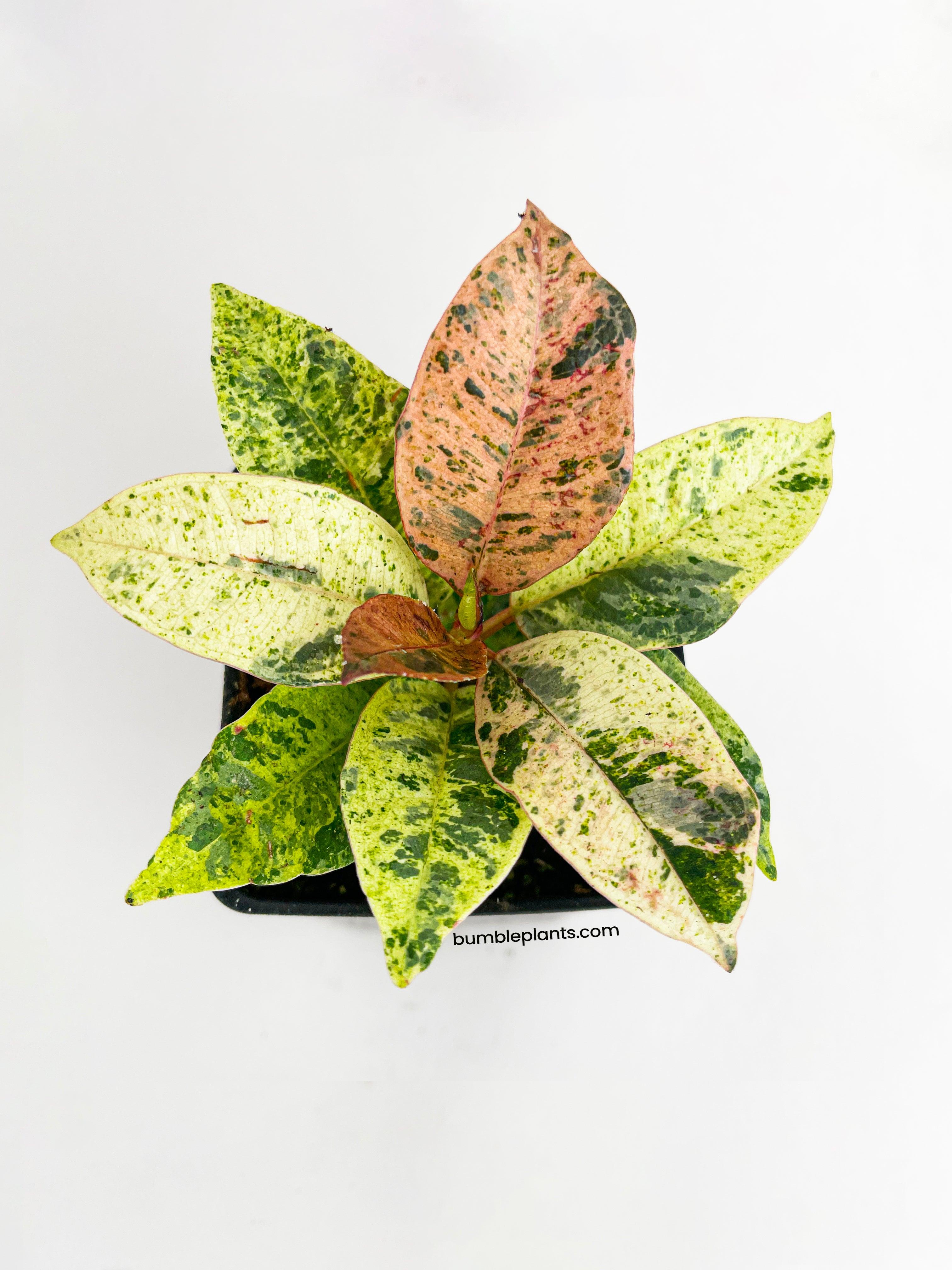 Ficus Elastica Shivereana "Moonshine" - Bumble Plants