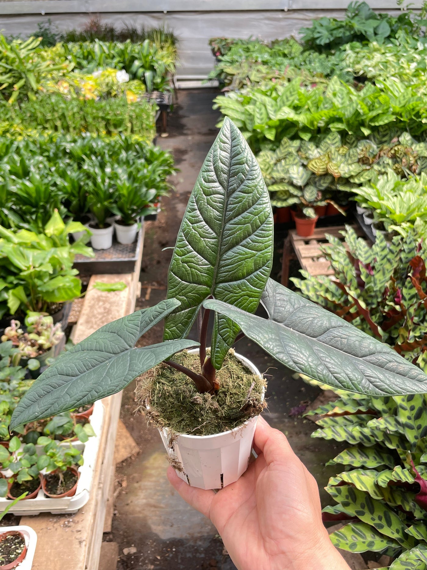 Alocasia Samar Lance 'Scalprum'
