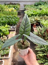 Alocasia Samar Lance 'Scalprum'