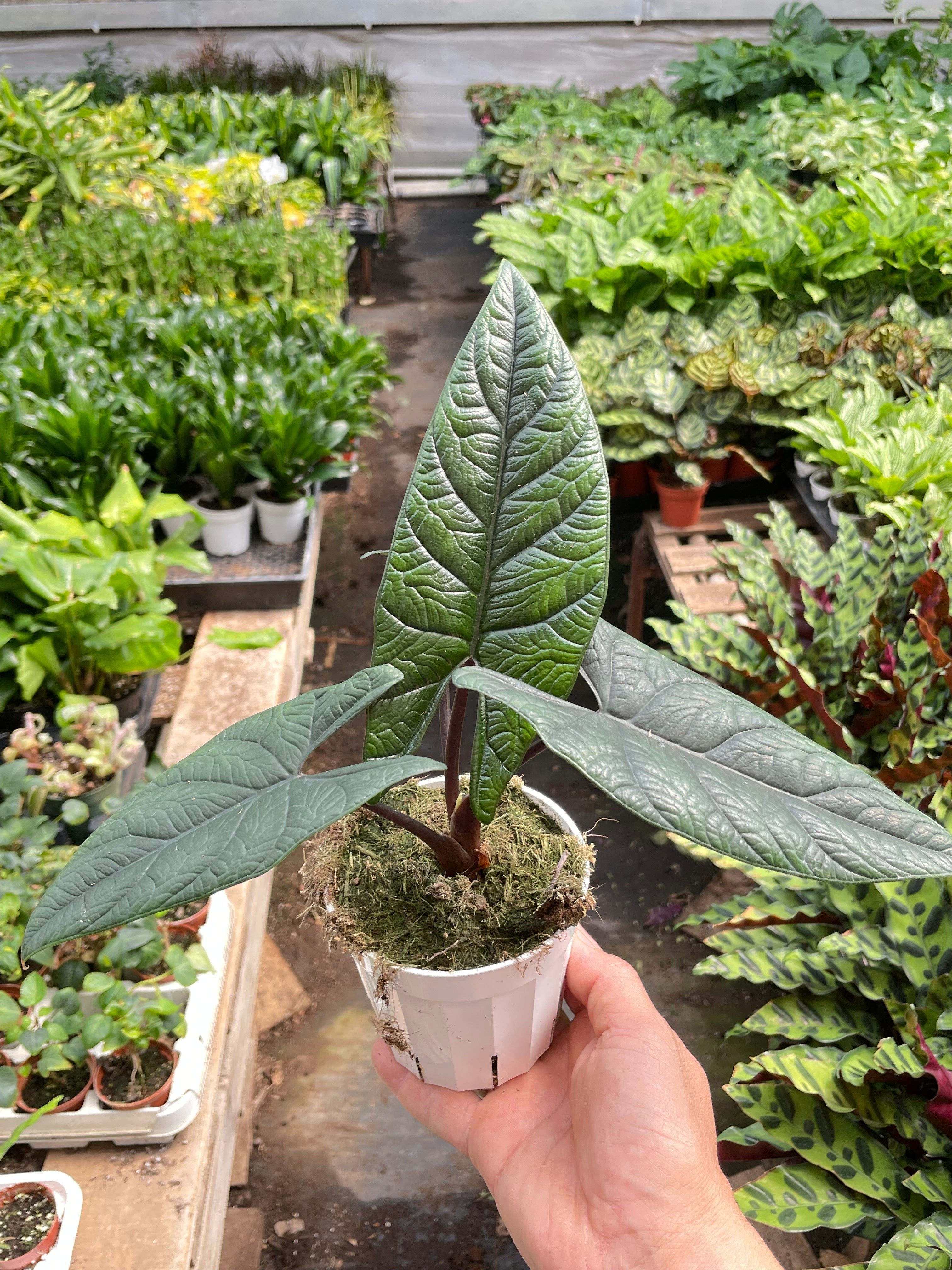 Alocasia Samar Lance 'Scalprum'