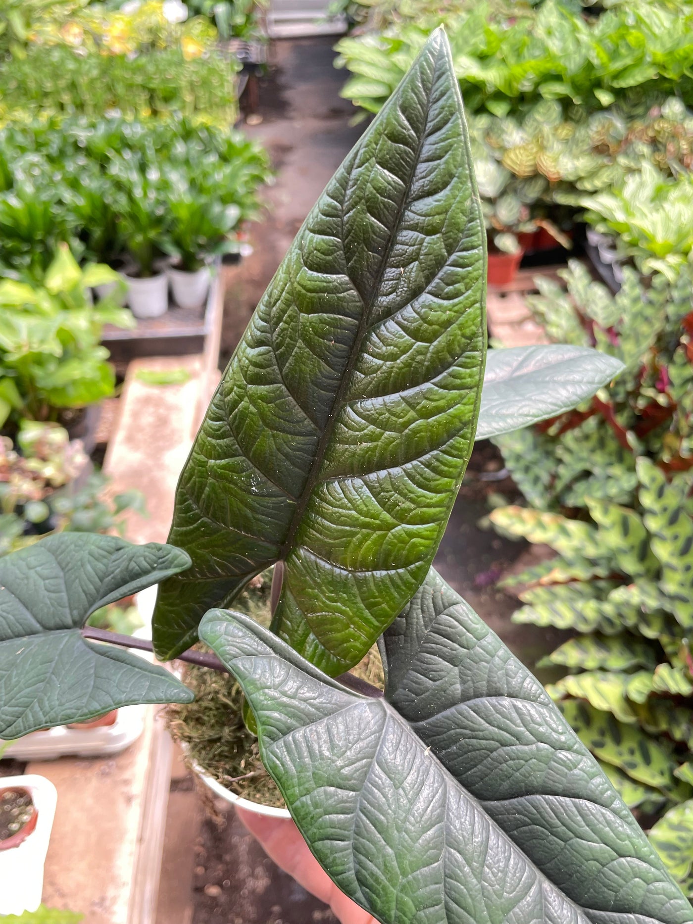 Alocasia Samar Lance 'Scalprum'