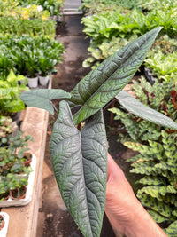 Alocasia Samar Lance 'Scalprum'