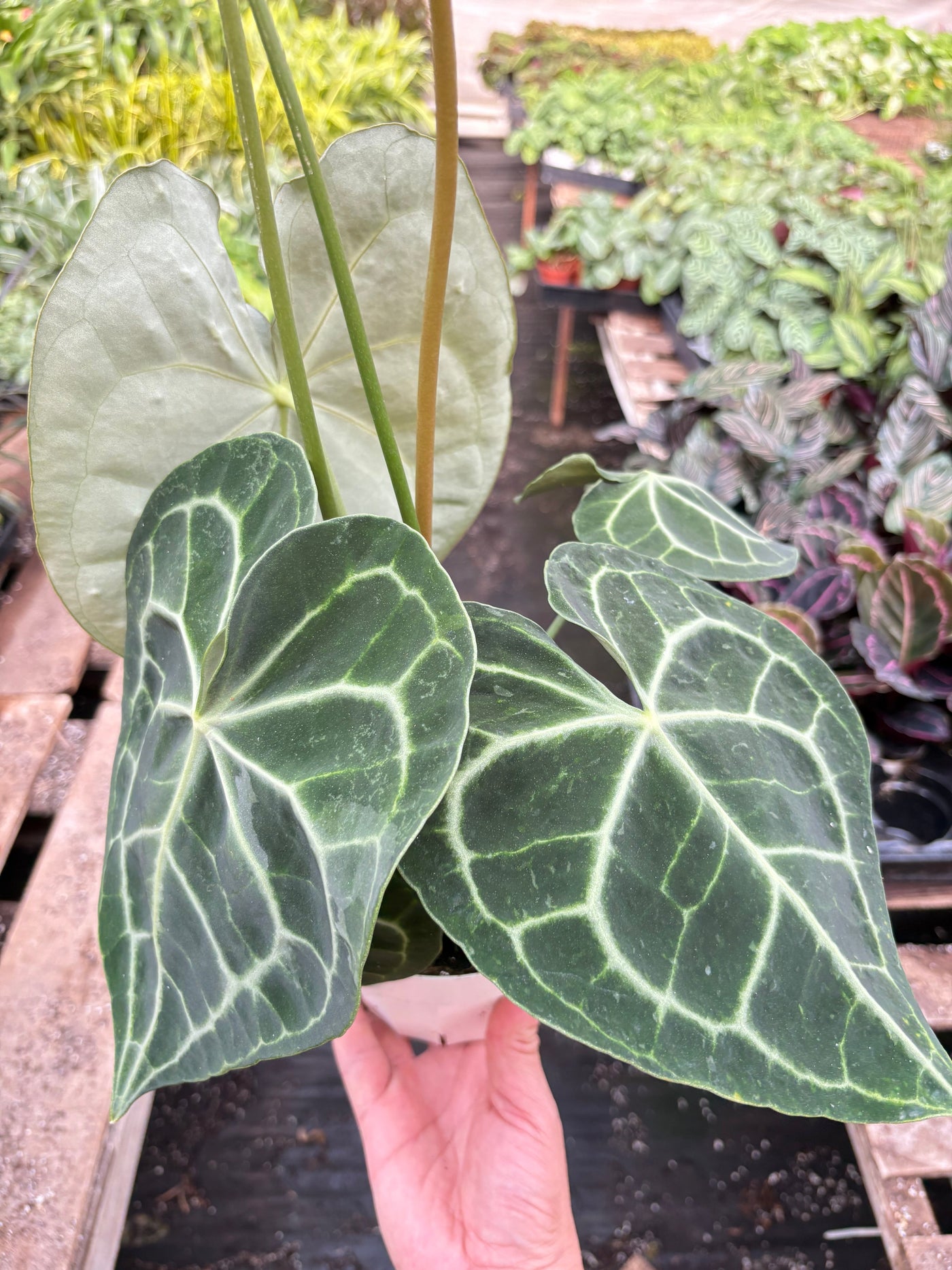 anthurium clarinervium for sale near me Anthurium Clarinervium