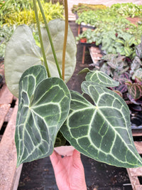 Anthurium Clarinervium