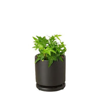 Hedera Helix 'Green California' English Ivy