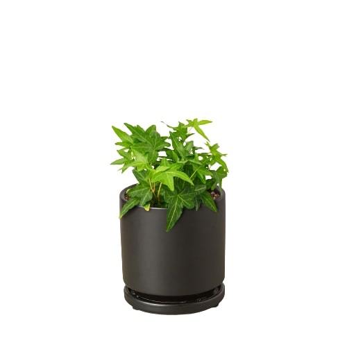 Hedera Helix 'Green California' English Ivy