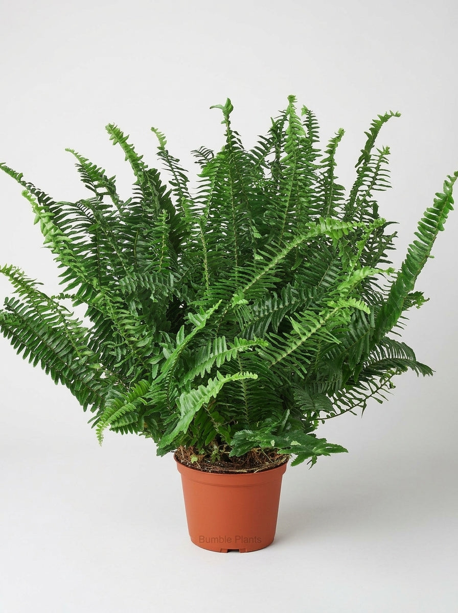 Nephrolepis Obliterata Jester's Boston Fern