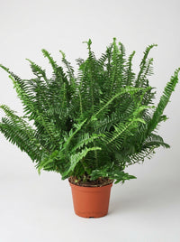 Nephrolepis Obliterata Jester's Boston Fern