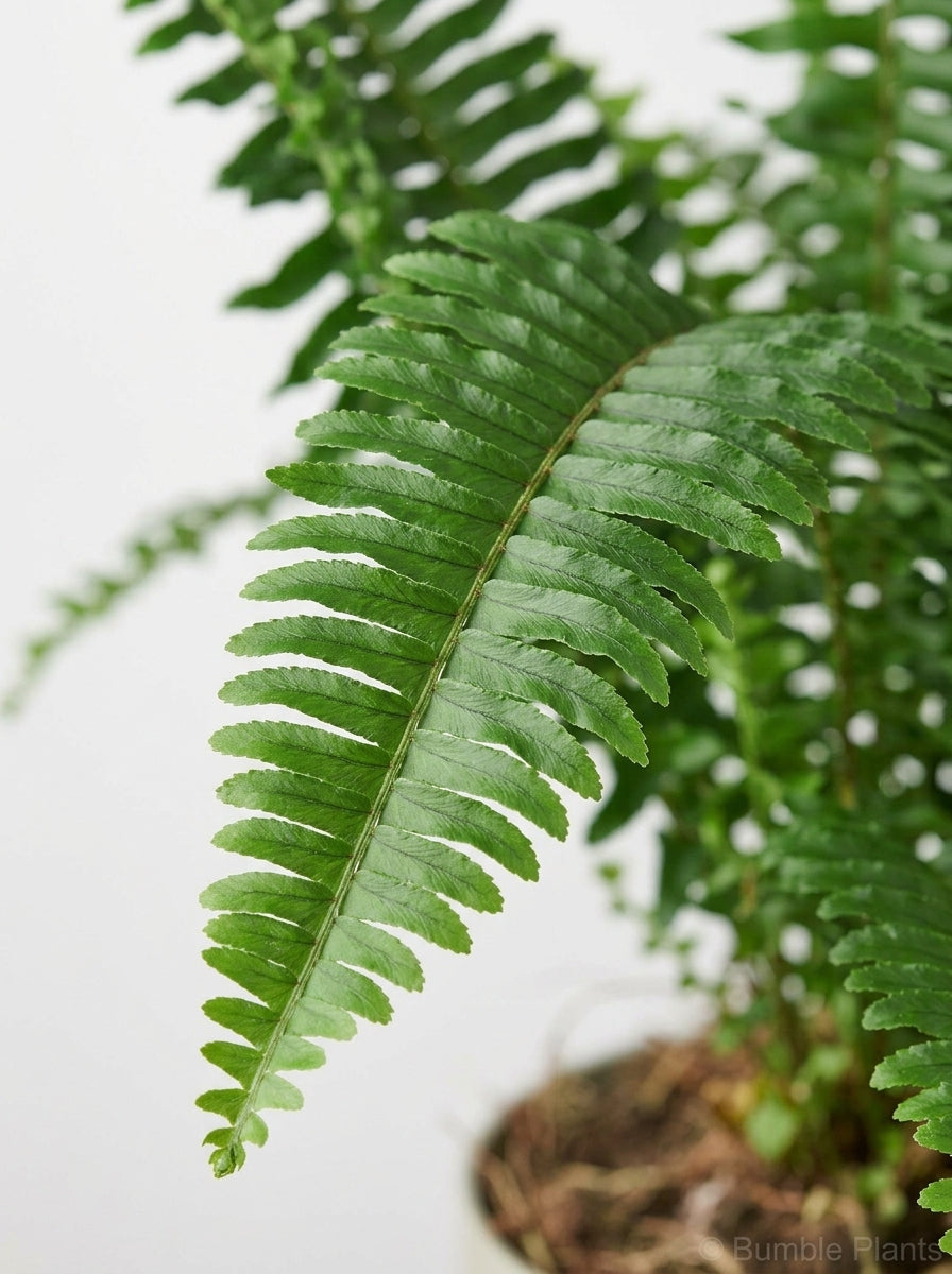 Nephrolepis Obliterata Jester's Boston Fern