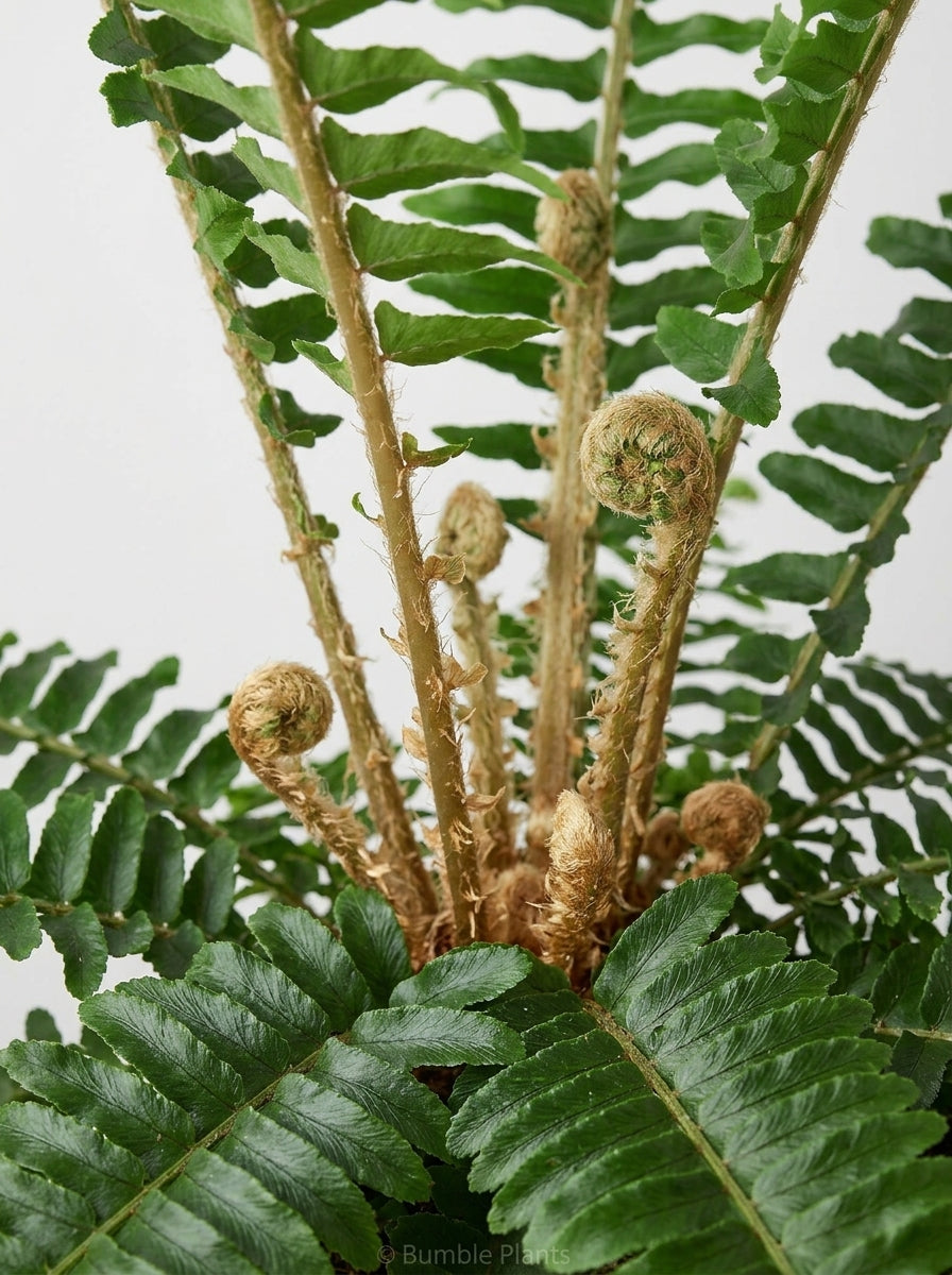 Nephrolepis Obliterata Jester's Boston Fern