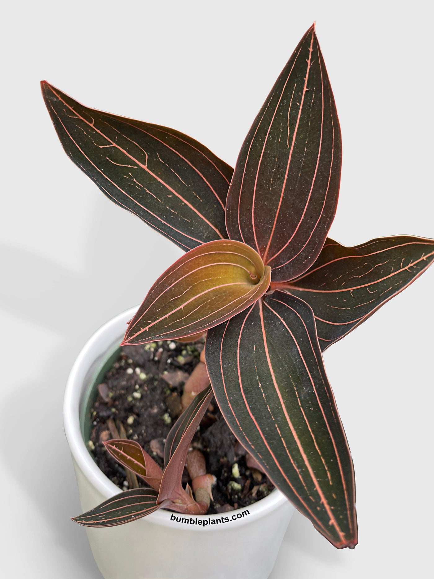 philodendron imbe variegata Philodendron Wende imbe Variegata MG Plants