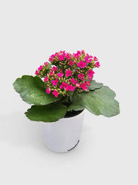 Kalanchoe Flowering Plant - Bumble Plants