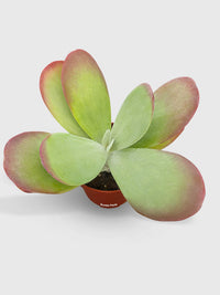 Kalanchoe Luciae 'Flapjacks' - Bumble Plants