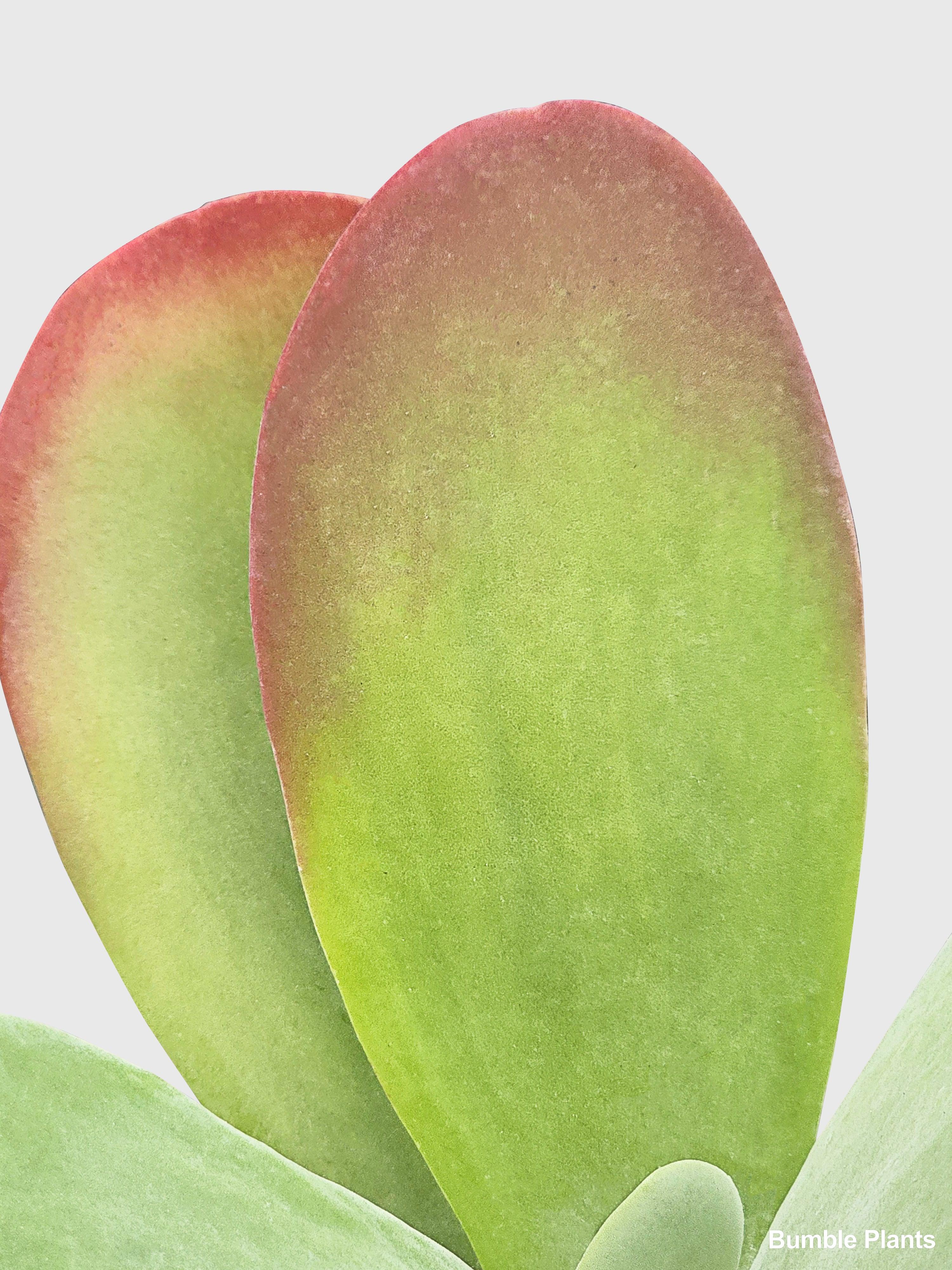 Kalanchoe Luciae 'Flapjacks' - Bumble Plants