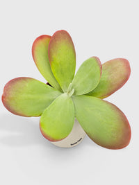 Kalanchoe Luciae 'Flapjacks' - Bumble Plants