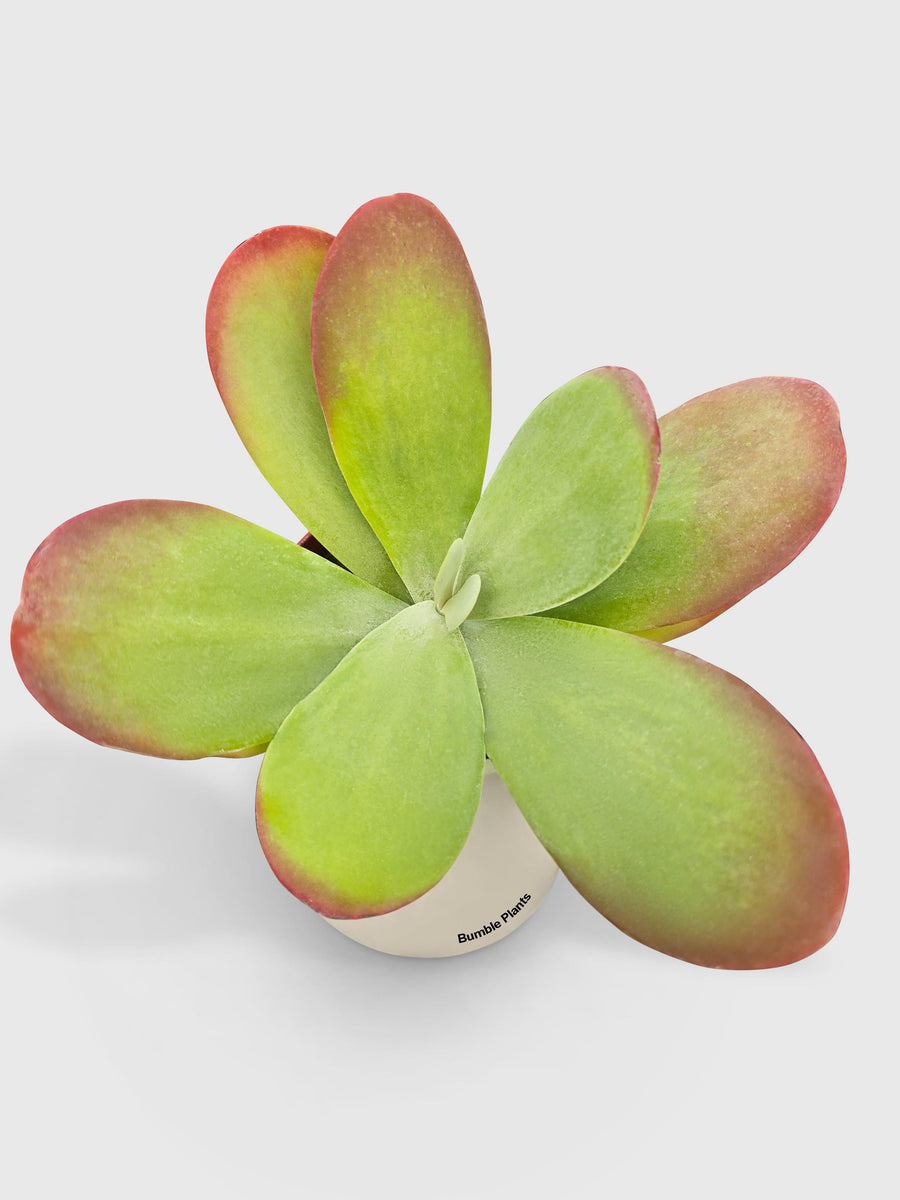 Kalanchoe Luciae 'Flapjacks' - Bumble Plants