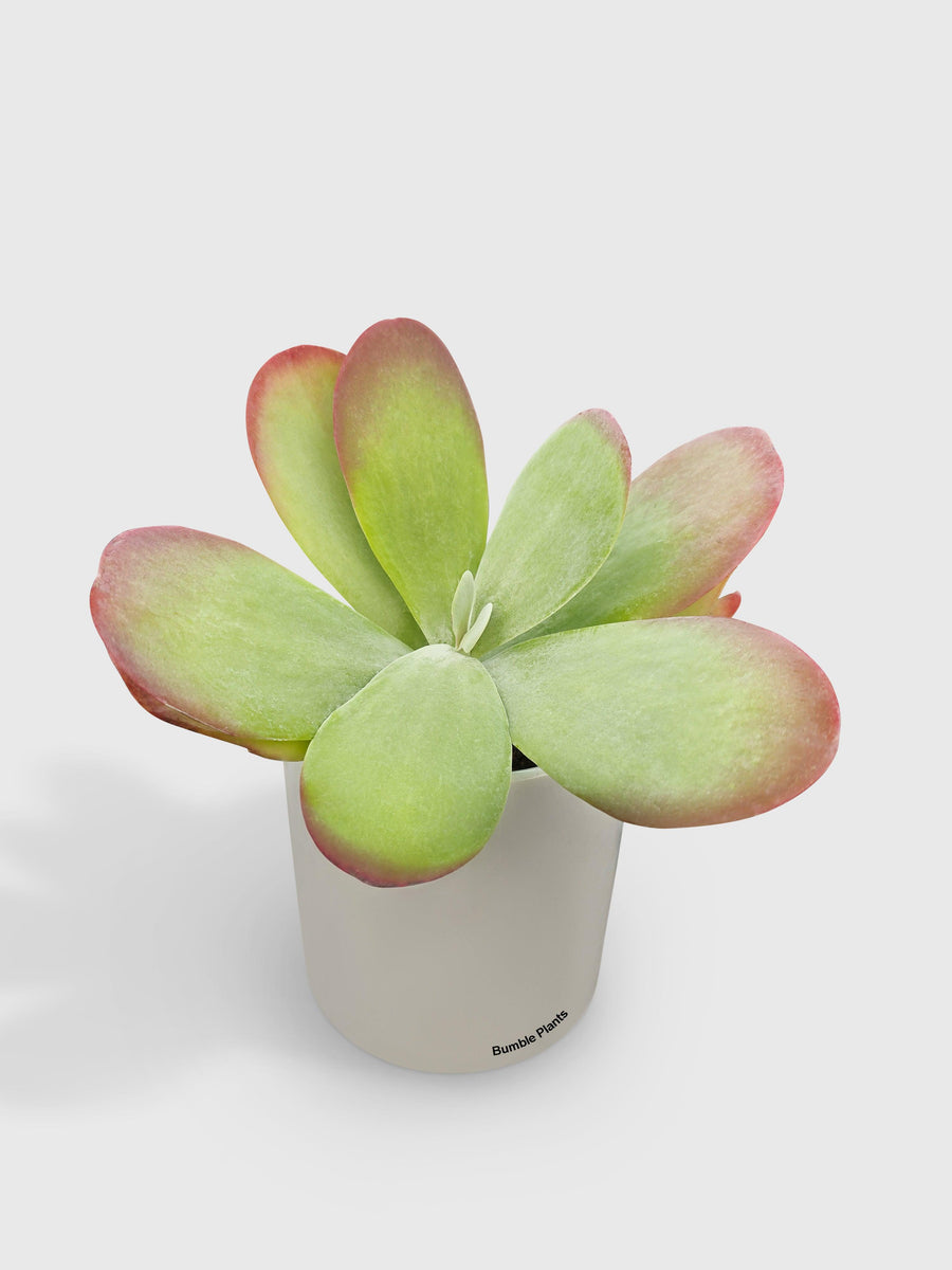 Kalanchoe Luciae 'Flapjacks' - Bumble Plants