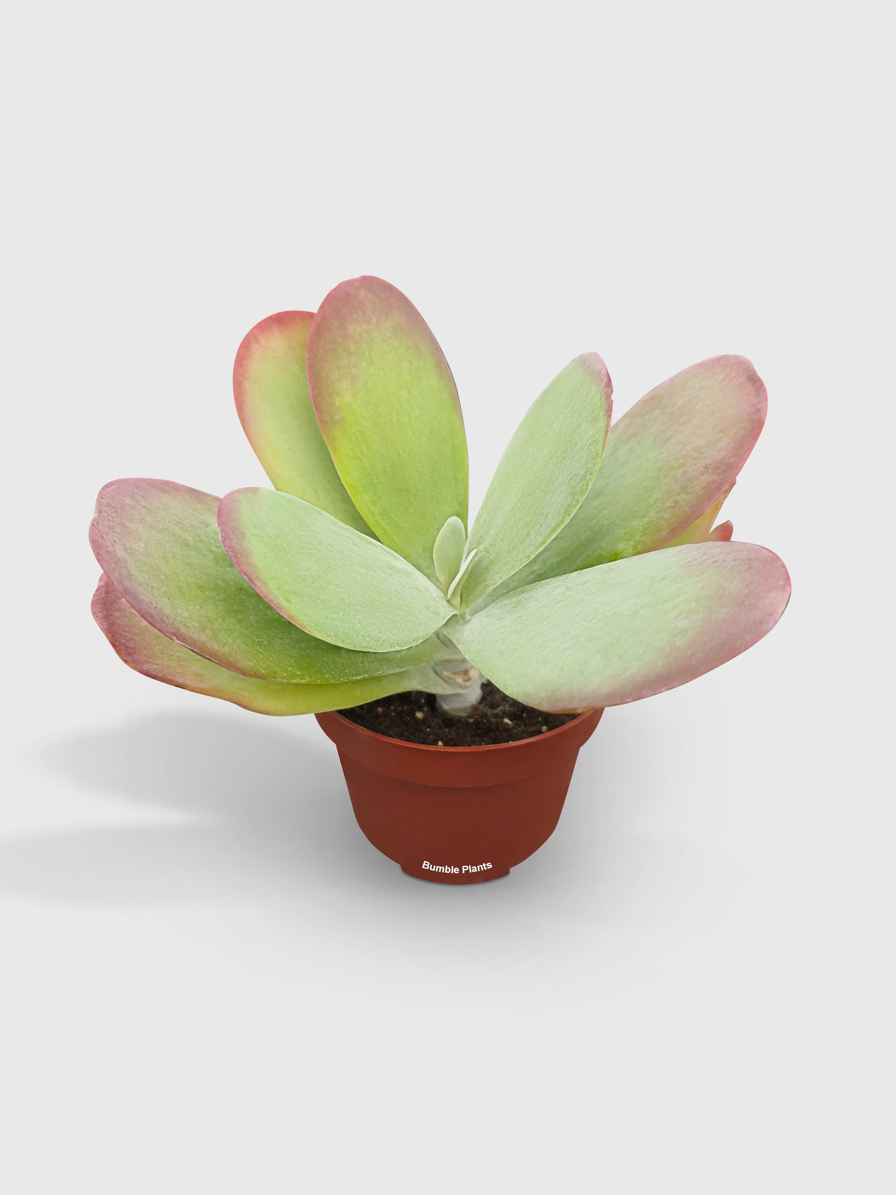 Kalanchoe Luciae 'Flapjacks' - Bumble Plants