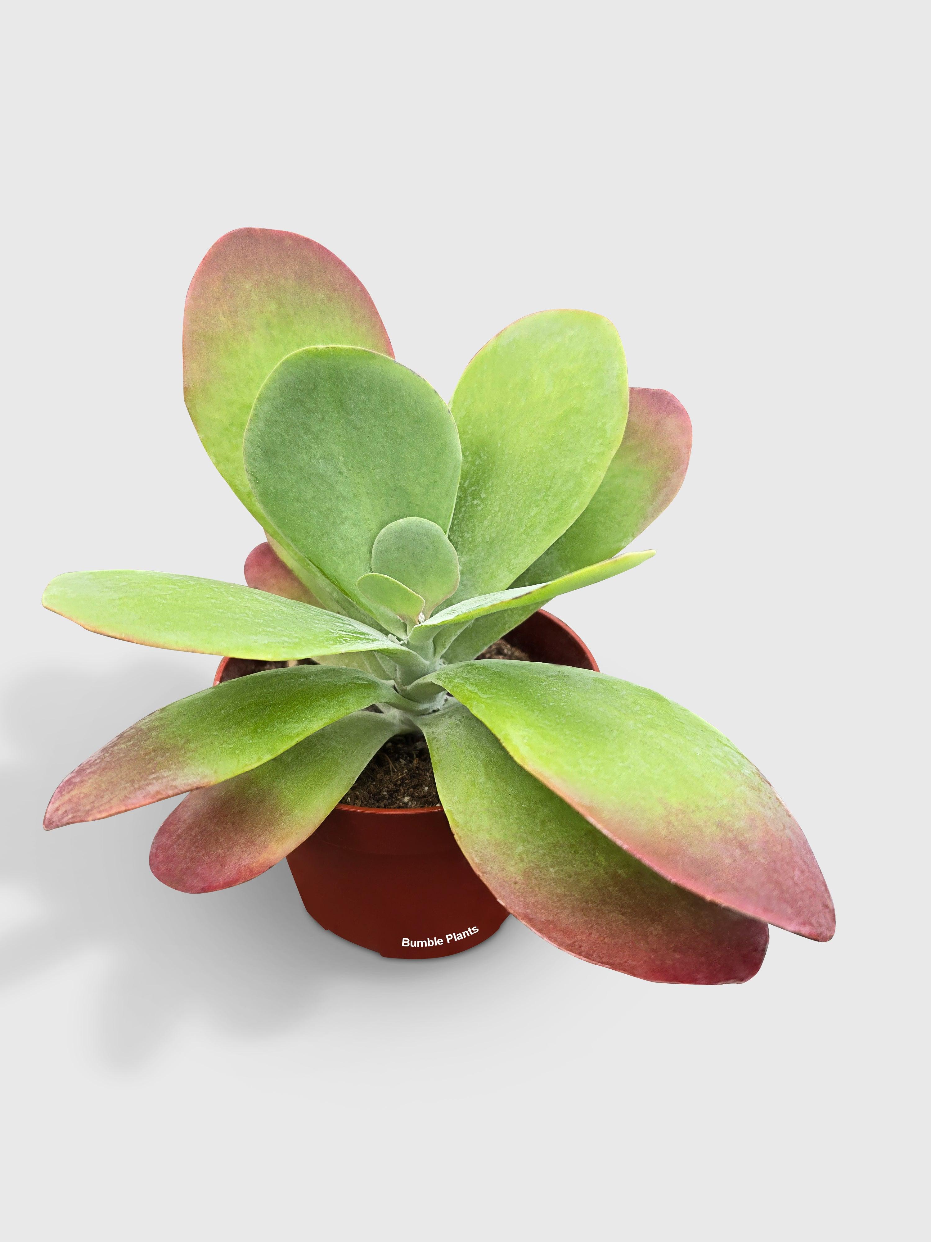 Kalanchoe Luciae 'Flapjacks' - Bumble Plants
