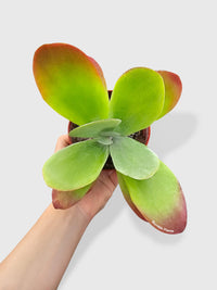 Kalanchoe Luciae 'Flapjacks' - Bumble Plants