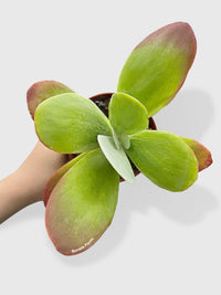 Kalanchoe Luciae 'Flapjacks' - Bumble Plants