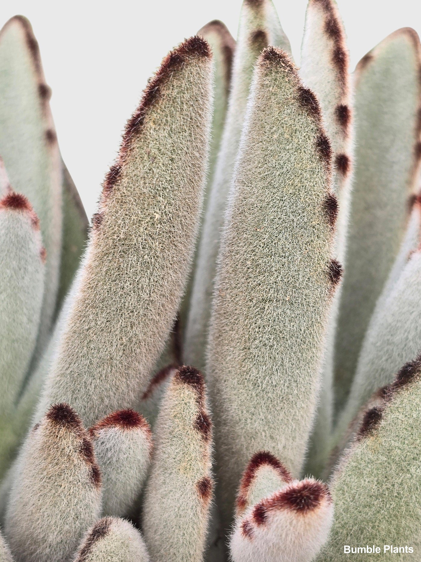 kalanchoe chocolate soldier succulent Kalanchoe Tomentosa 'Chocolate Soldier'