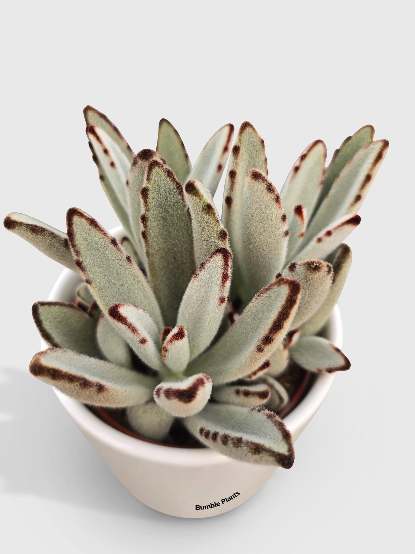chocolate soldier succulent care Kalanchoe Tomentosa 'Chocolate Soldier'