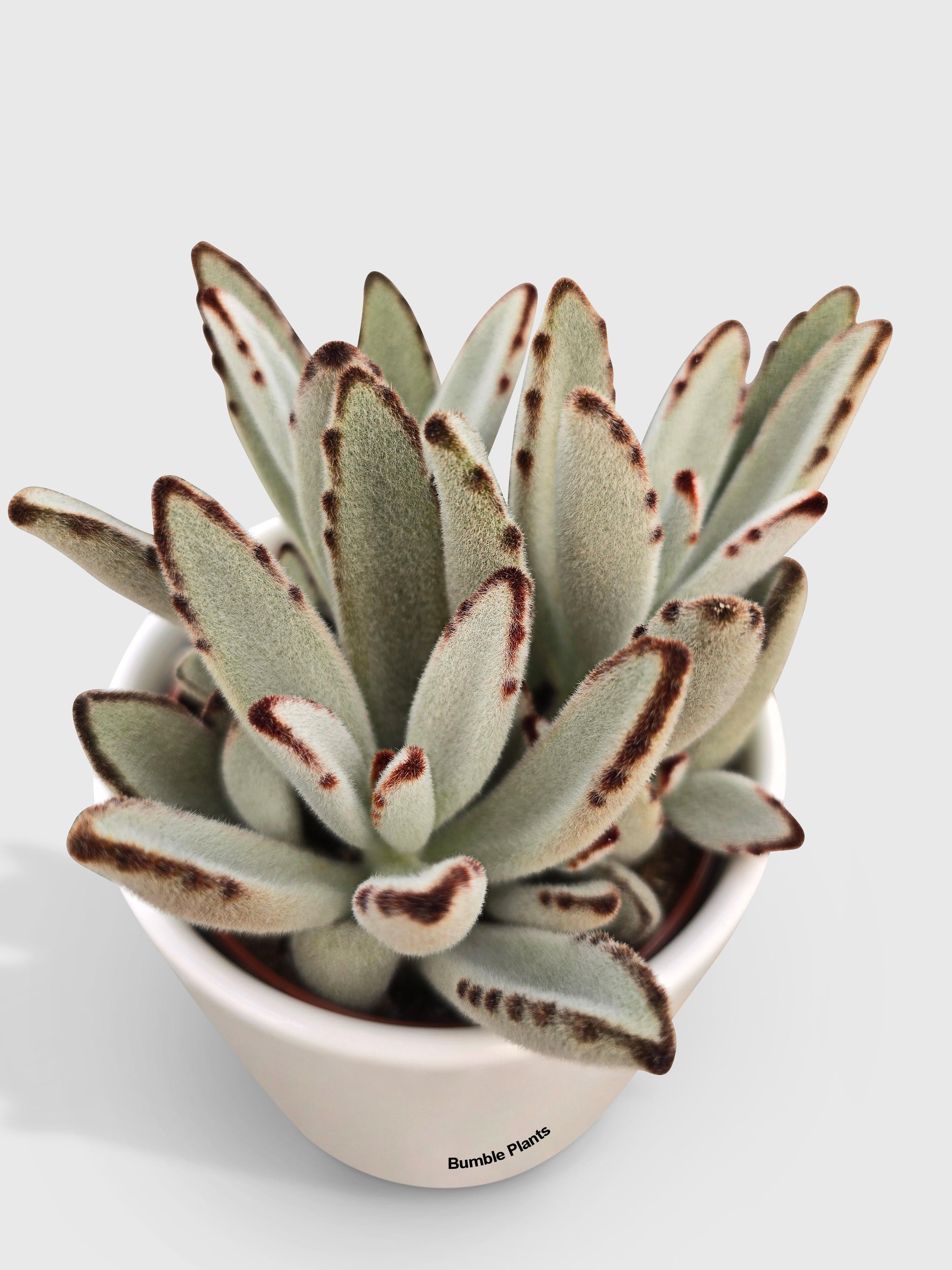 chocolate succulent plant Kalanchoe tomentosa 'Chocolate Soldier' 4 Inch #B