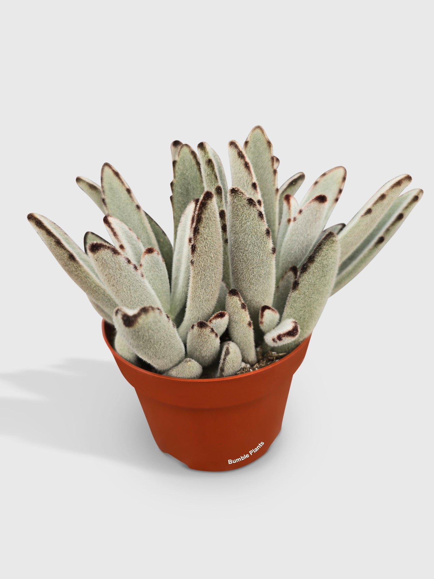 hairy succulent plant Kalanchoe Tomentosa 'Chocolate Soldier'