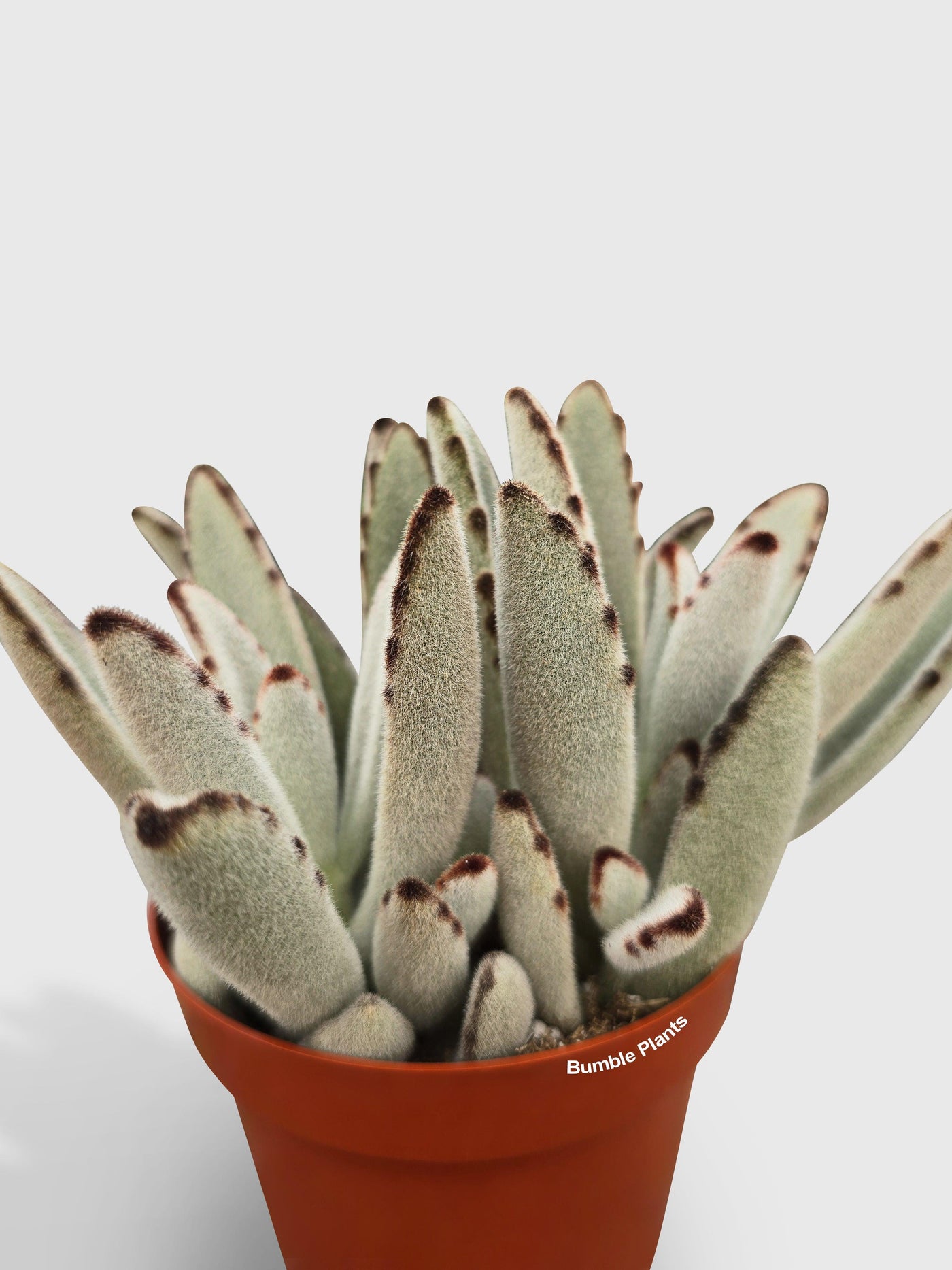 chocolate soldier succulent plants Kalanchoe Tomentosa 'Chocolate Soldier'