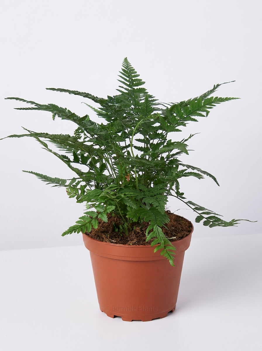 Polystichum Tsus-Simense Korean Rock' Fern