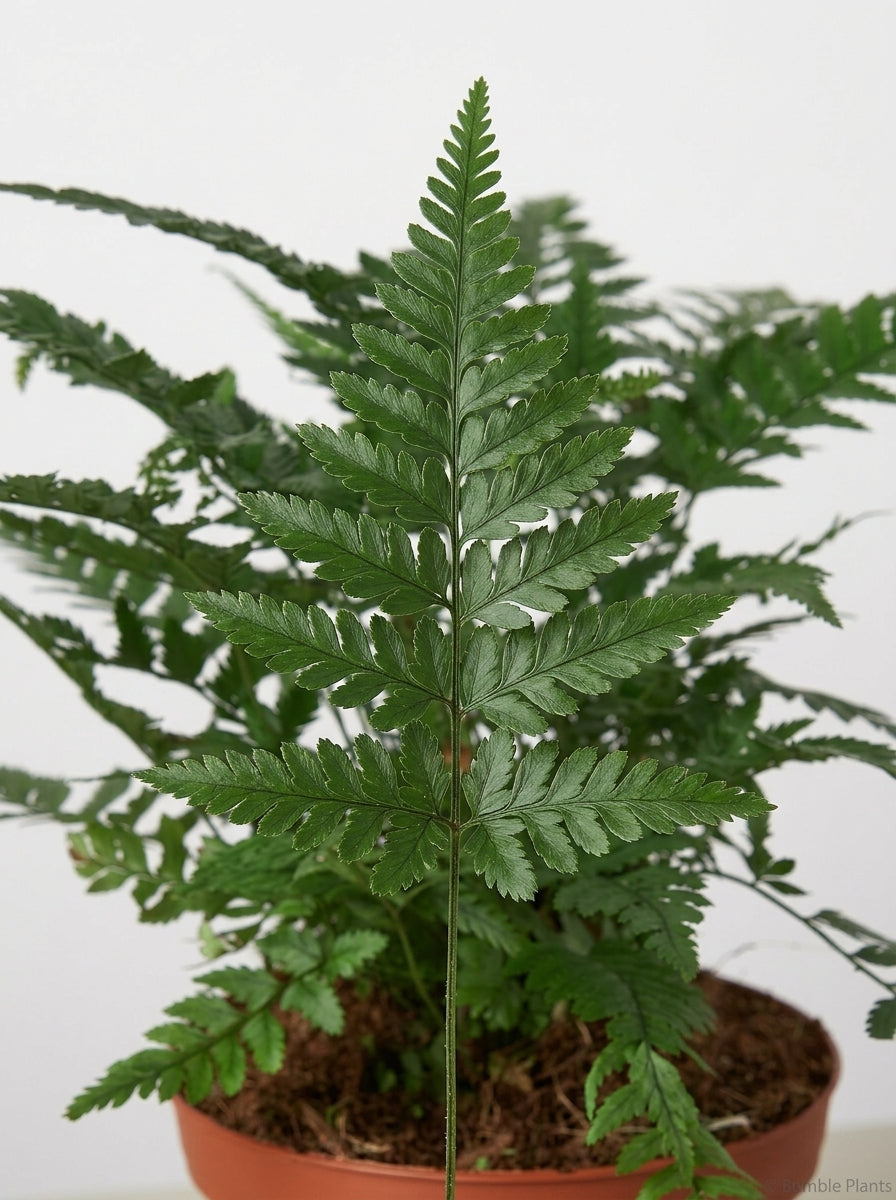Polystichum Tsus-Simense Korean Rock' Fern