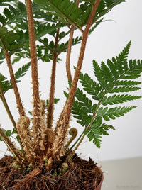 Polystichum Tsus-Simense Korean Rock' Fern