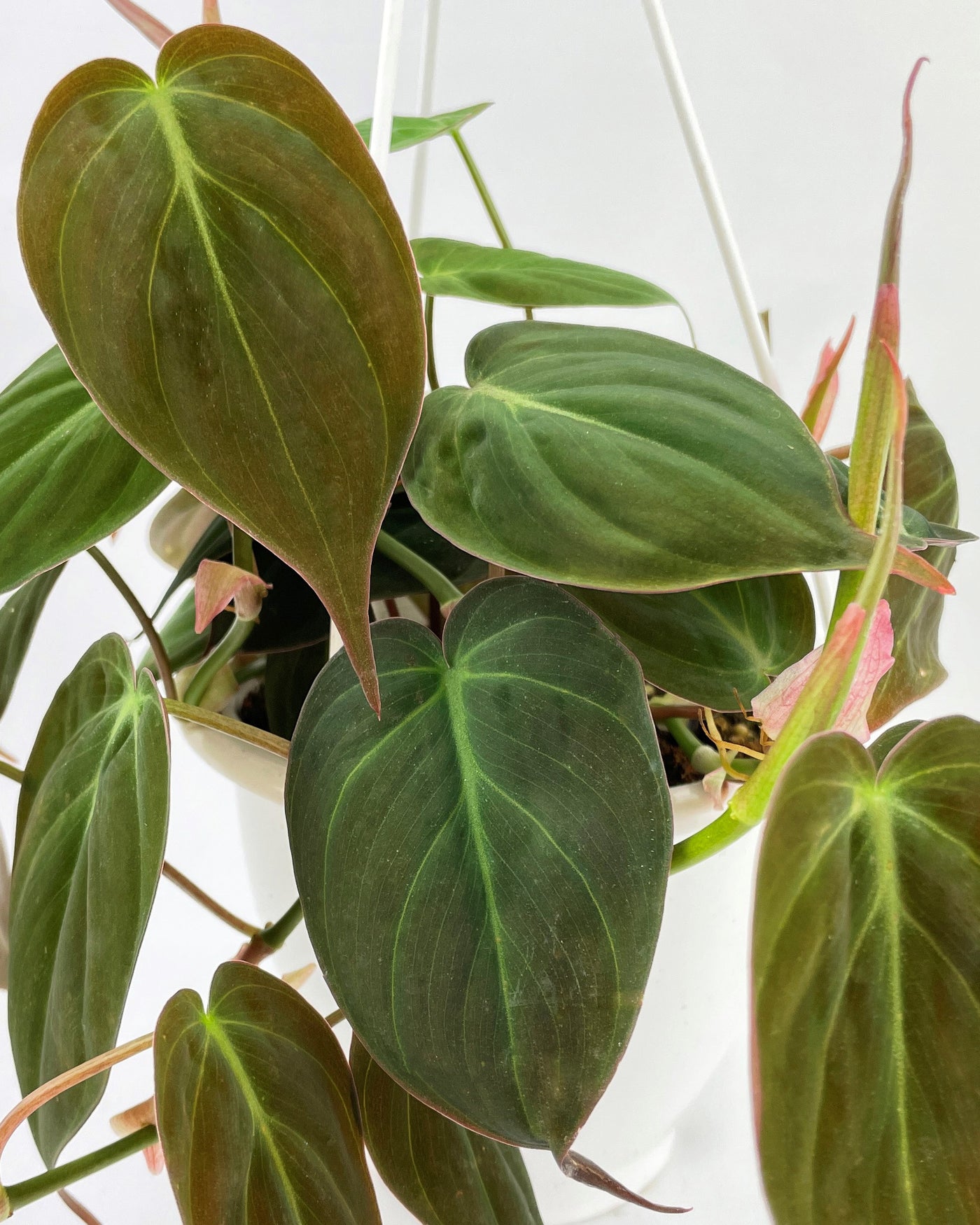 philodendron micans online Philodendron Velvet - Philodendron Micans