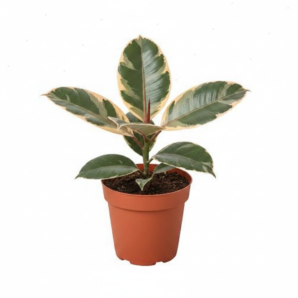Ficus Elastica 'Ruby Pink' Rubber Plant