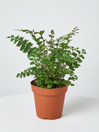 Didymochlaena Mahogany Fern