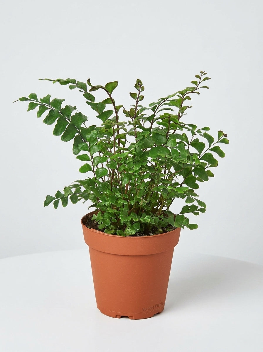 Didymochlaena Mahogany Fern