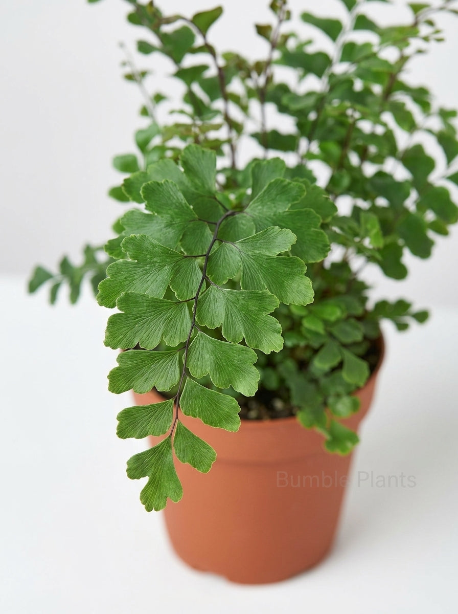 Didymochlaena Mahogany Fern