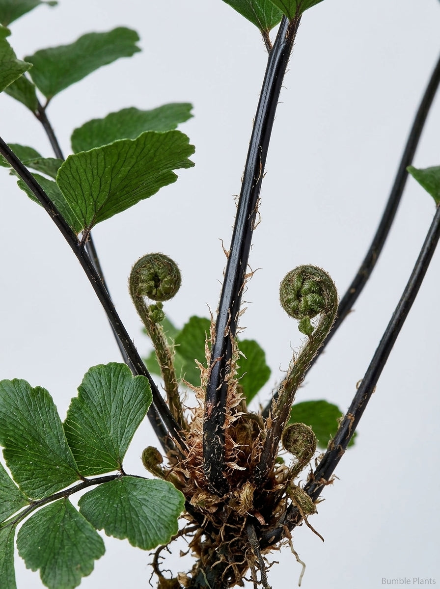 Didymochlaena Mahogany Fern