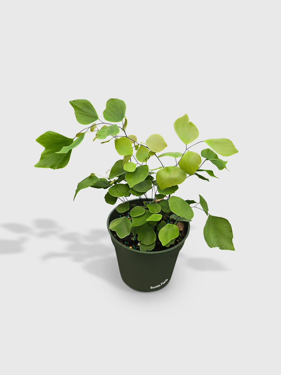 Maidenhair Silver Dollar Fern 'Adiantum Peruvianum' - Bumble Plants