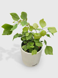 Maidenhair Silver Dollar Fern 'Adiantum Peruvianum' - Bumble Plants