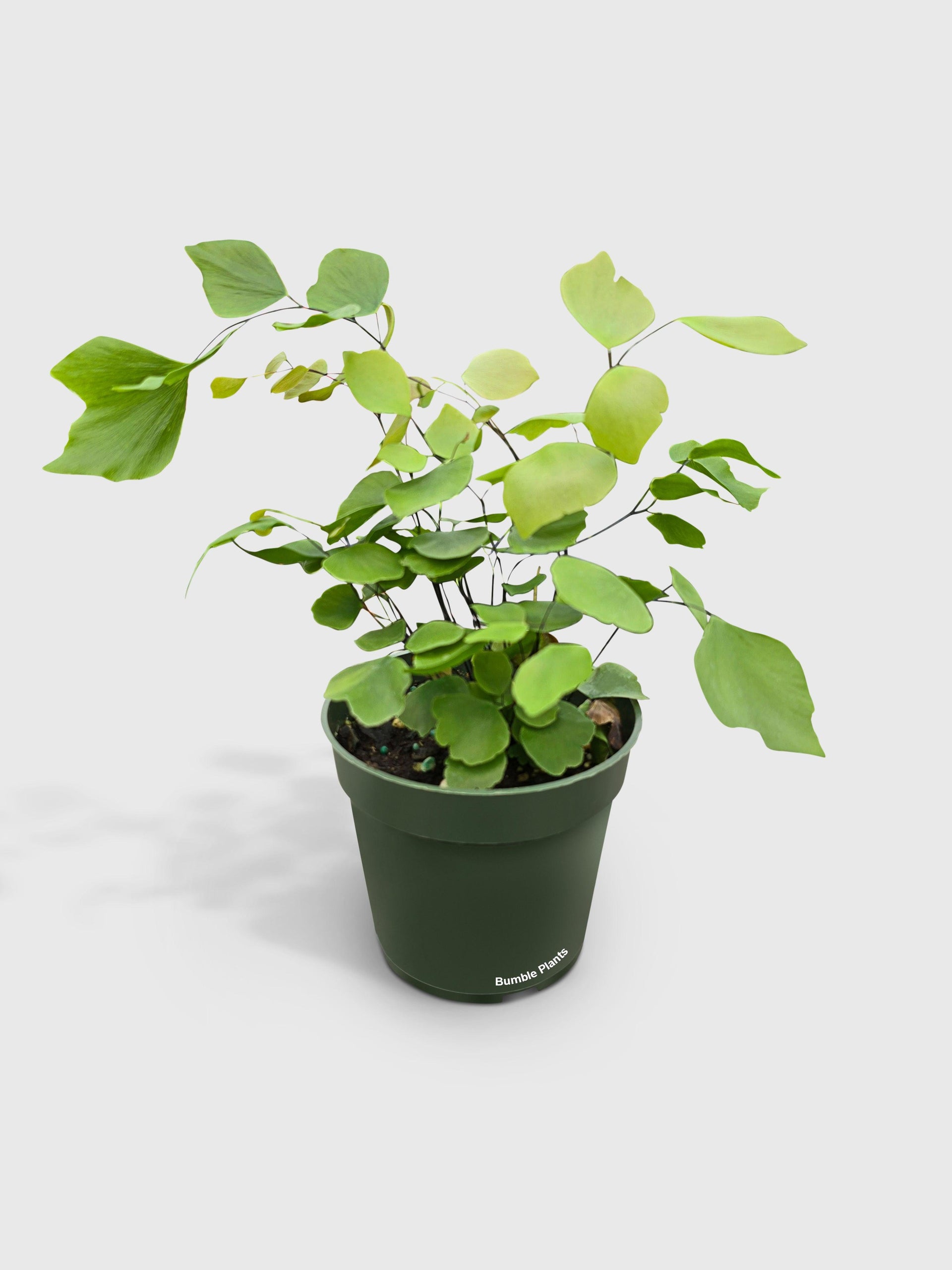 maidenhair fern house plants Live Maidenhair Silver Dollar Fern